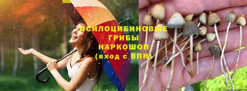 Псилоцибиновые грибы Magic Shrooms  наркошоп  Алатырь 